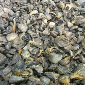 Palm Kernel Shell