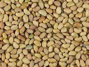 Best Organic Alfalfa Seeds