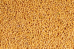 High Quality Yellow Mustard Seed