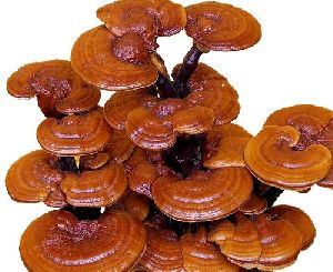 ganoderma mushroom