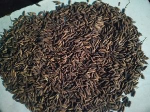 Black Rice Seeds