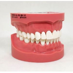 NISSIN Hard Gingiva Jaw Model (32 teeth) [PRO2001-UL-HD-HM-32]