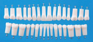 NISSIN Simple Root PERMANENT Tooth Model (A5A-200)