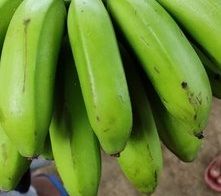 Hill banana (Malai vaazhai) - Sirumalai Hill Banana