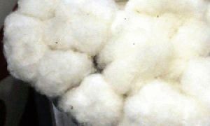 Soft Raw Cotton