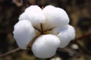 White Raw Cotton