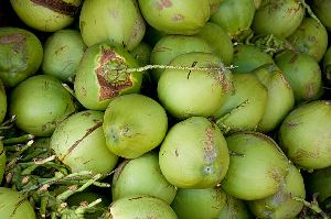 Green Tender Coconut