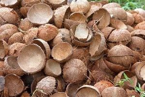 Coconut Shell(Kerala)