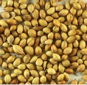 coriander seeds