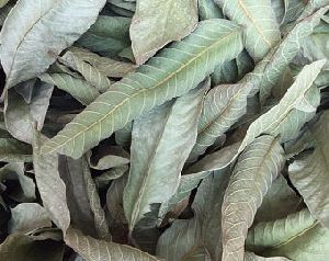 dried guava leaves