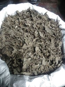 Dried Plectranthus amboinicus (Karpooravalli)