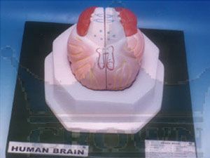 Plastic Human Brain Model, For Biological Lab