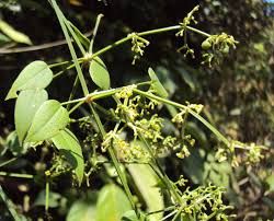 Manjistha Herb
