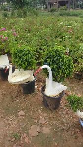 Garden Tree Pots