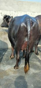 Pregnant Murrah Buffalo