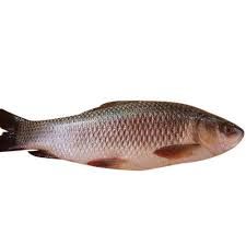 rohu fish