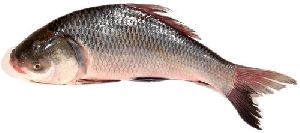 fresh catla fish