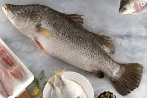 Fresh Koduva Fish