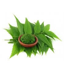 neem leaf