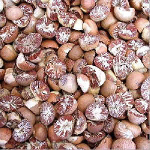 Pinang Betel Nut