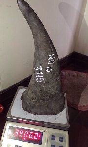 Rhino Horn for sale
