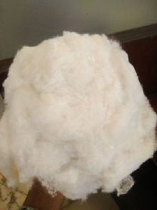 Shankar 6 Raw Cotton Fibers