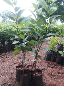 Custard Apple_Sitafal