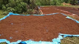 coco peat, Packaging Type : Light Red, Red