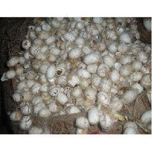 Silkworm Cocoons