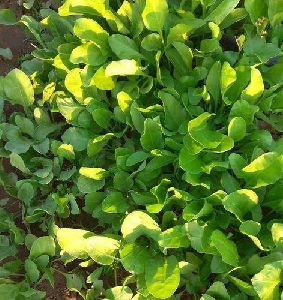 Organic Spinach Leaves