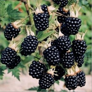 Blackberry Plant