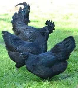 Female Live Kadaknath Chicken