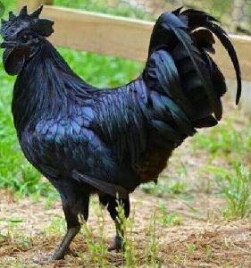 Male Live Kadaknath Chicken