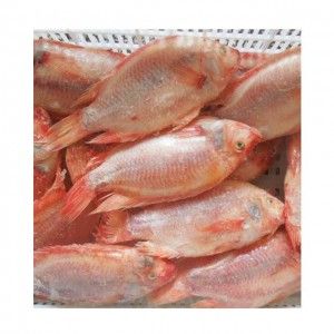 Frozen Tilapia Fish