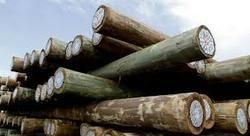 Eucalyptus Wood Poles