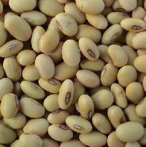 soybean seeds