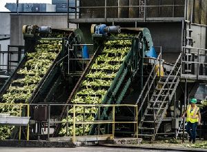 Frozen Peas Processing Plant Setup