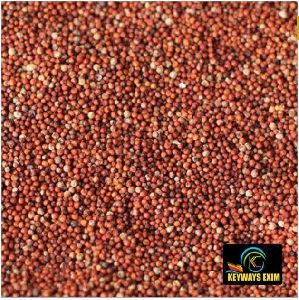 finger millet seeds