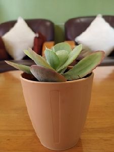 Brown Plastic Pot with Kalanchoe Succulent Plant