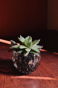 Round Glass Pot with Succulent Plant