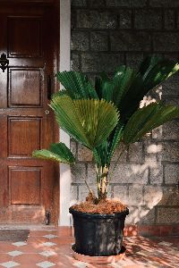 Ruffled Fan Leaf Palm Tree