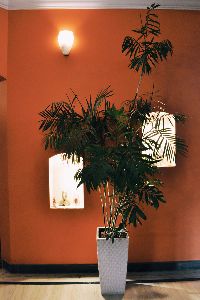 Self-Watering Planter with Chamaedorea Palm