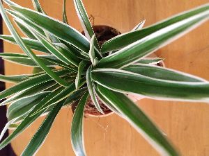 Self-Watering Plastic Pot with Spider Plant