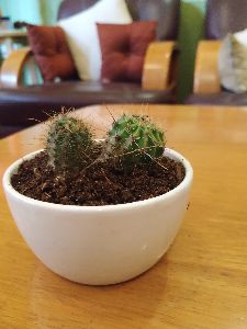 White Ceramic Pot with Cacti