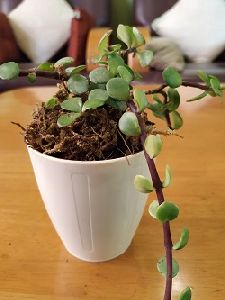 White Plastic Pot with Trailing Jade Succulent Plant