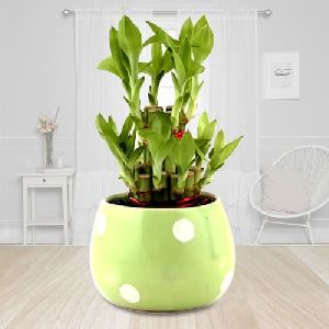 3 Layer Good Luck Bamboo Plant in Ceramic Pot