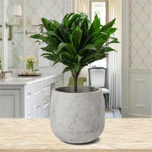 Evergreen Dracenea Compacta Indoor Plant in Ceramic Pot