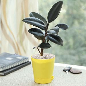 Exquisite Gift of Rubber Plant in a Classy Plastic Pot with White Chips