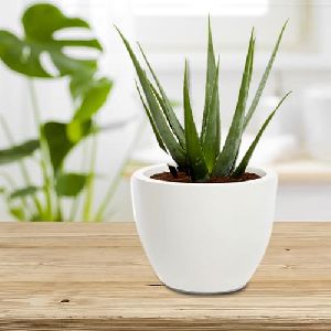 Healthy Aloe Vera Plant in an Elegant Ceramic Vase