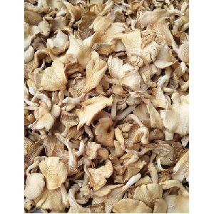 oyster dry mushroom